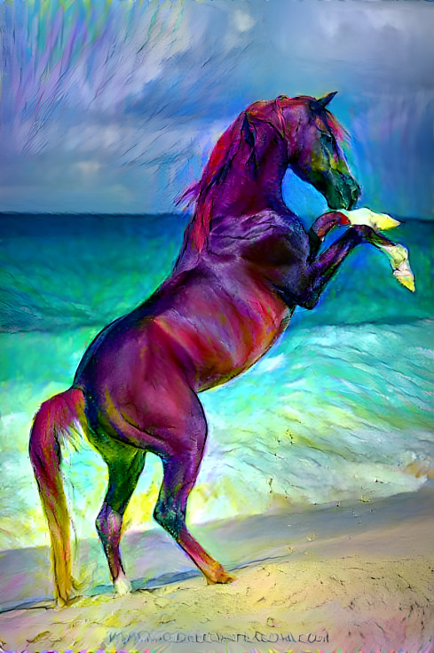 Horse at the beach