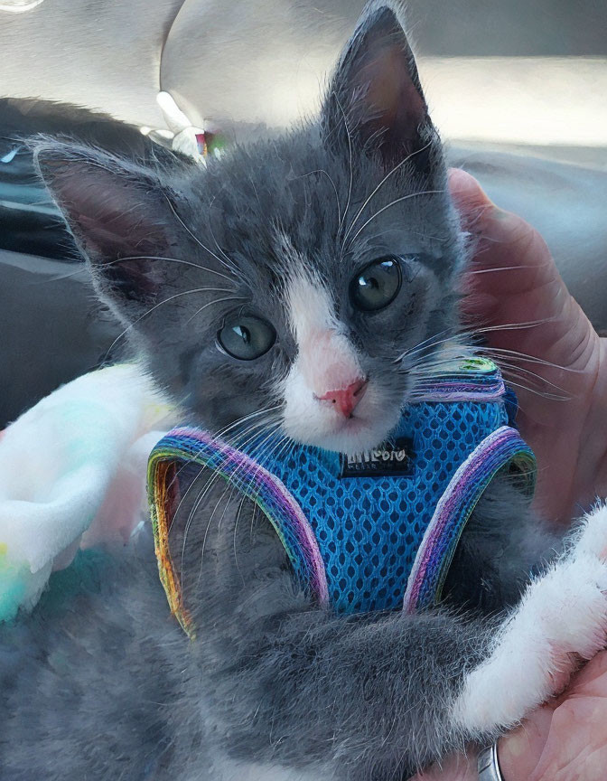 Grey and White Kitten in Blue Harness Held in Hand