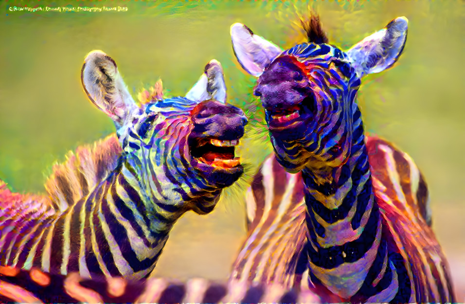 Laughing Zebras