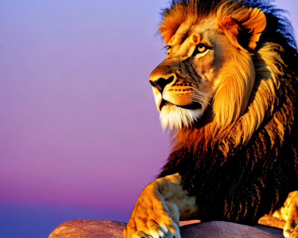 Majestic lion with full mane against vibrant sunset sky