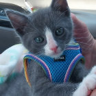 Grey and White Kitten in Blue Harness Held in Hand