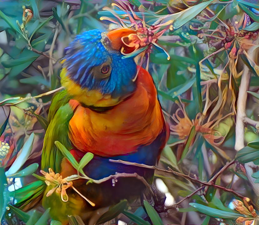 Lorikeet Feeding...