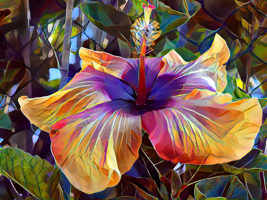 Hibiscus