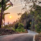 Scenic sunrise view of a lush tropical forest road