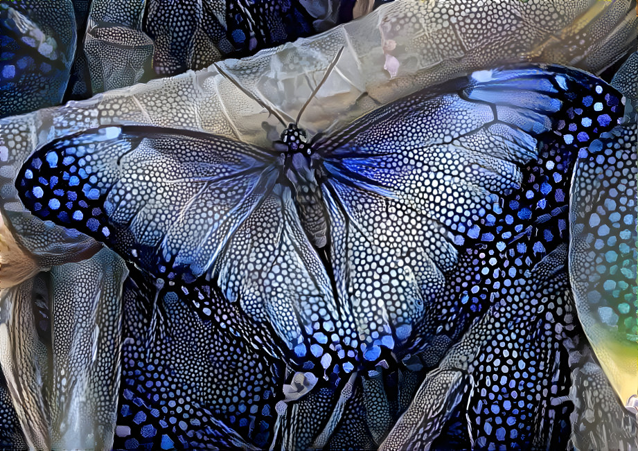 Blue Butterfly