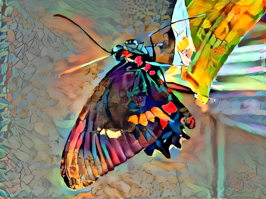 Beautiful Butterfly