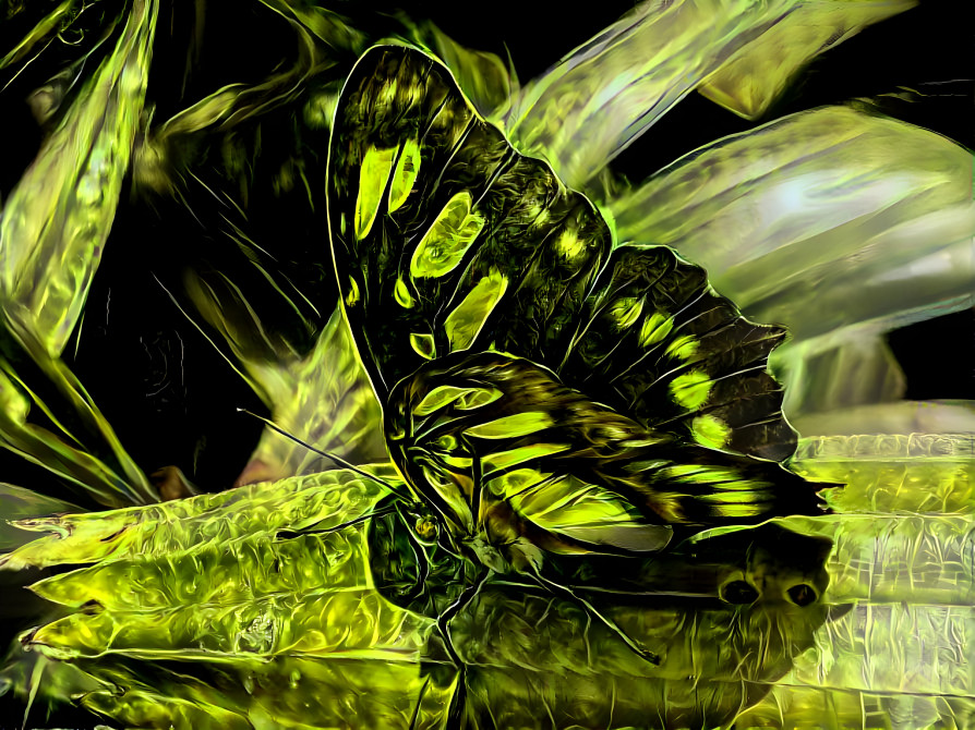 Green Butterfly