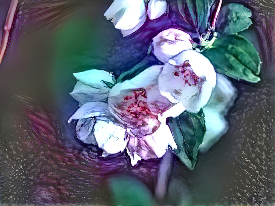 Philadelphus