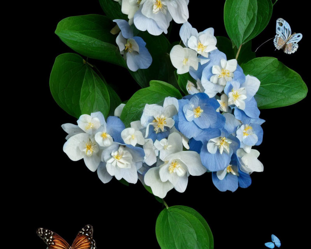 Delicate white and blue flowers with butterflies on black background