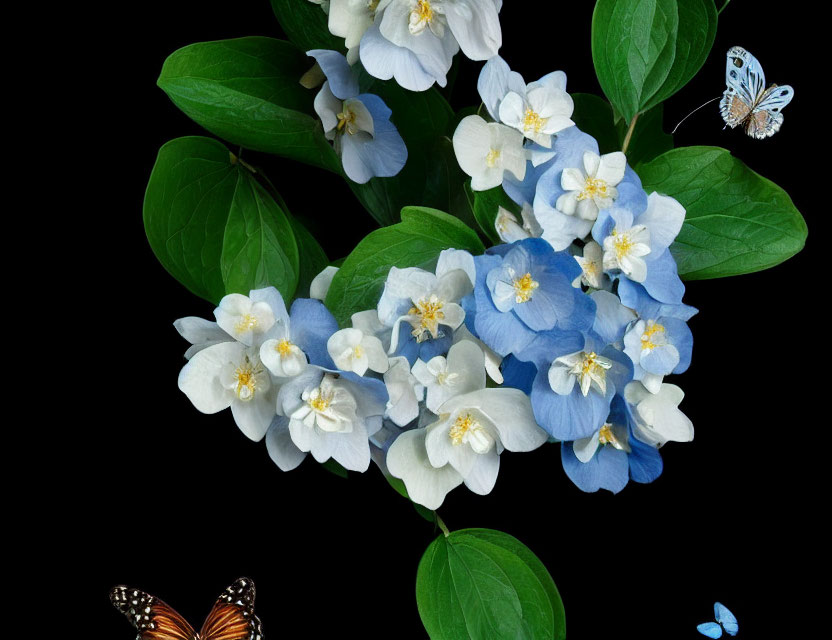 Delicate white and blue flowers with butterflies on black background