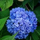 Vibrant blue flowers with yellow centers on dark green backdrop