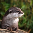 Otter resting on moss-covered pebbled shore with whiskers.