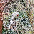 Snowman on snowy branch in forest with falling snowflakes