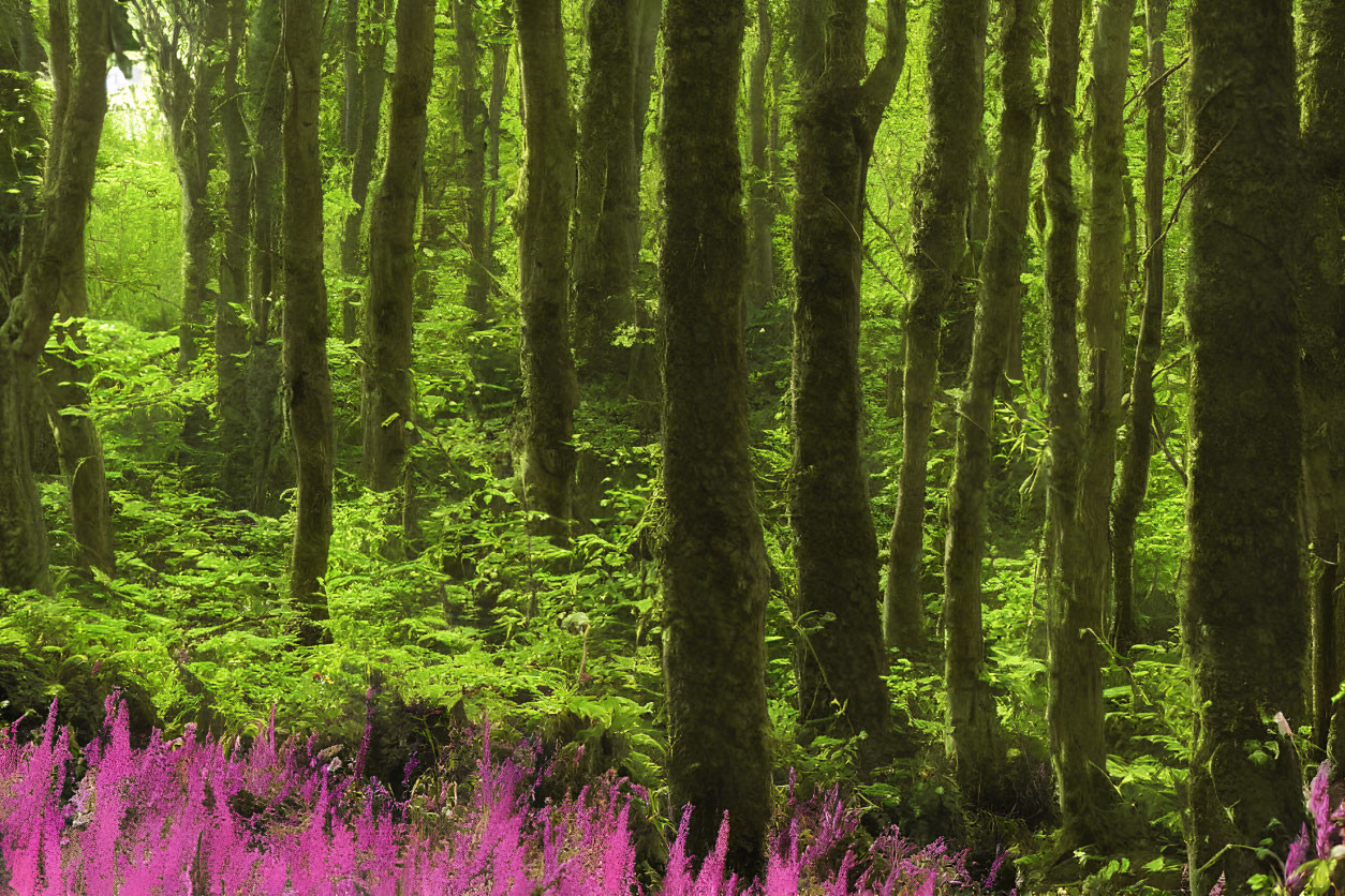 Serene forest scene with moss-covered trees and purple wildflowers