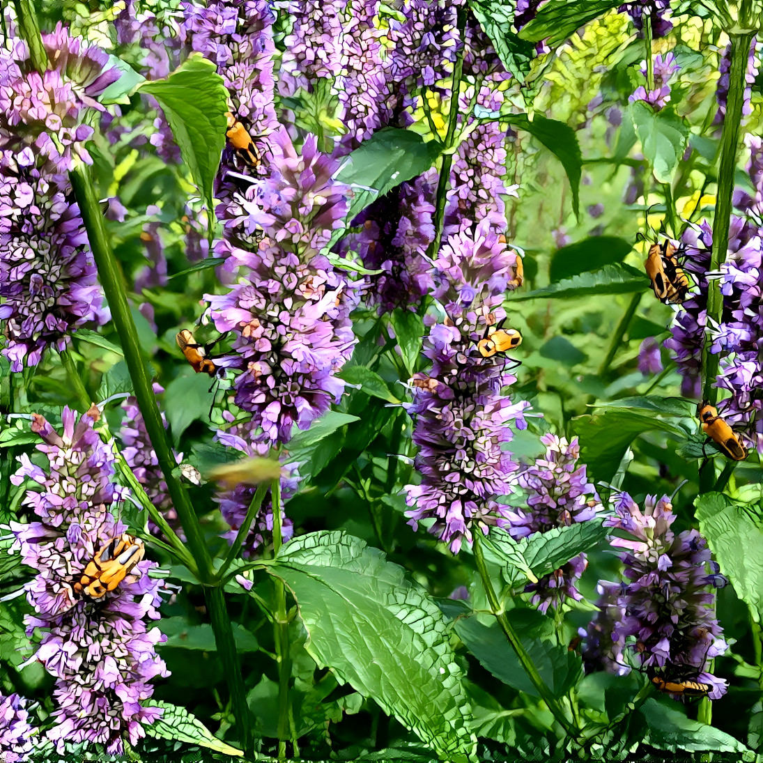 Goldenrod soldier beetles on Anise mint