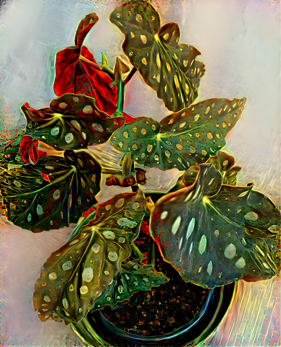 polka-dot begonia