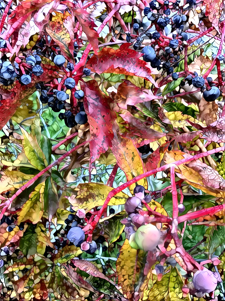 virginia creeper with berries 2