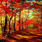 Autumn forest with sunlight filtering through red and yellow leaves