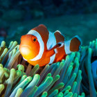 Striped orange and white clownfish near sea anemones in clear blue underwater scene