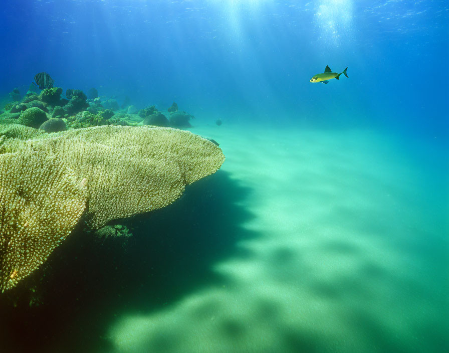 Tranquil Underwater Scene with Coral and Fish in Clear Blue Waters