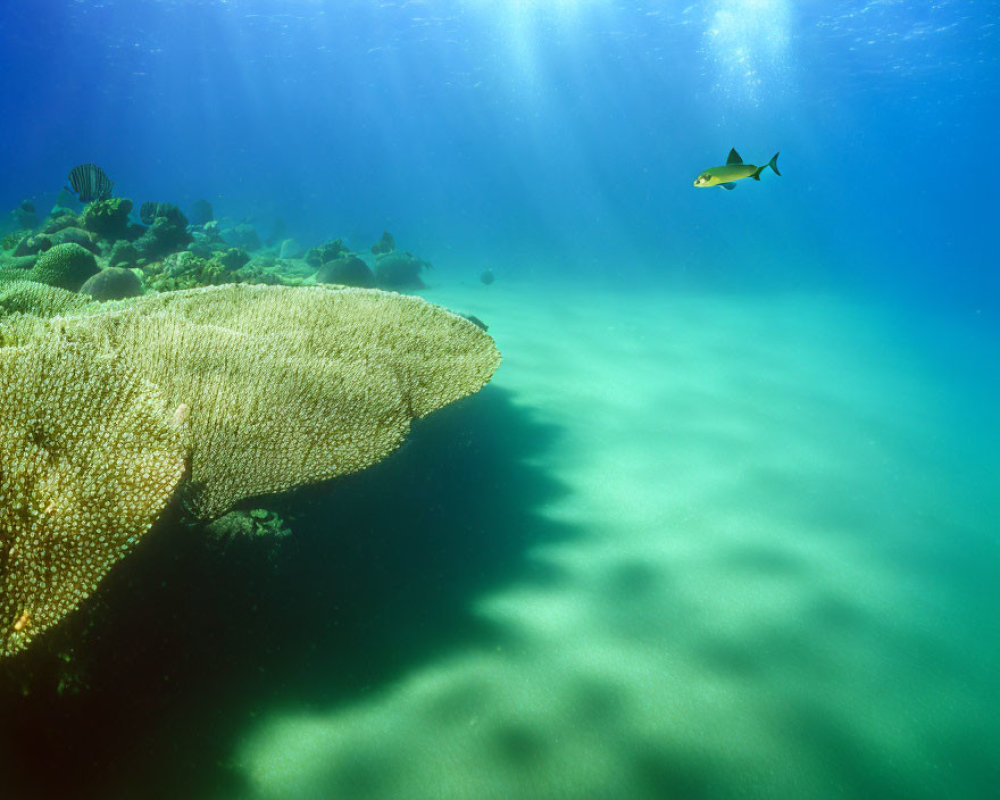 Tranquil Underwater Scene with Coral and Fish in Clear Blue Waters