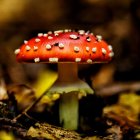 Skull with Red Mushroom Cap in Dark Setting