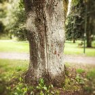 Fairy door with round window and blue frame on tree trunk with ivy leaves