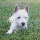 White West Highland Terrier in Field of White Flowers