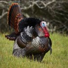 Colorful Wild Turkey with Fan Tail Feathers in Spring Setting