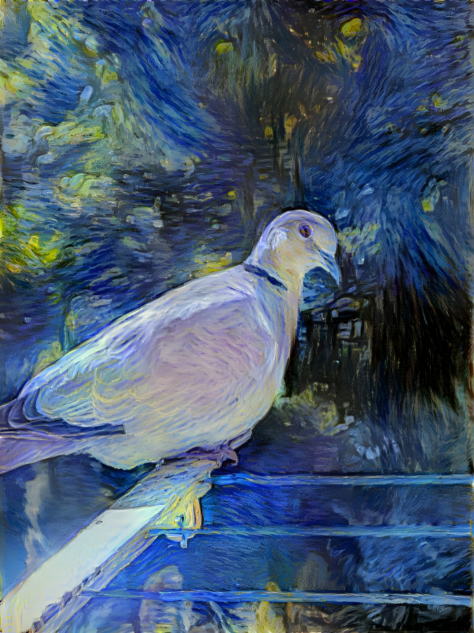 Pigeon