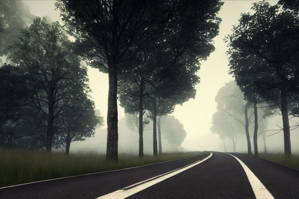 Misty road bordered by tall trees in foggy landscape