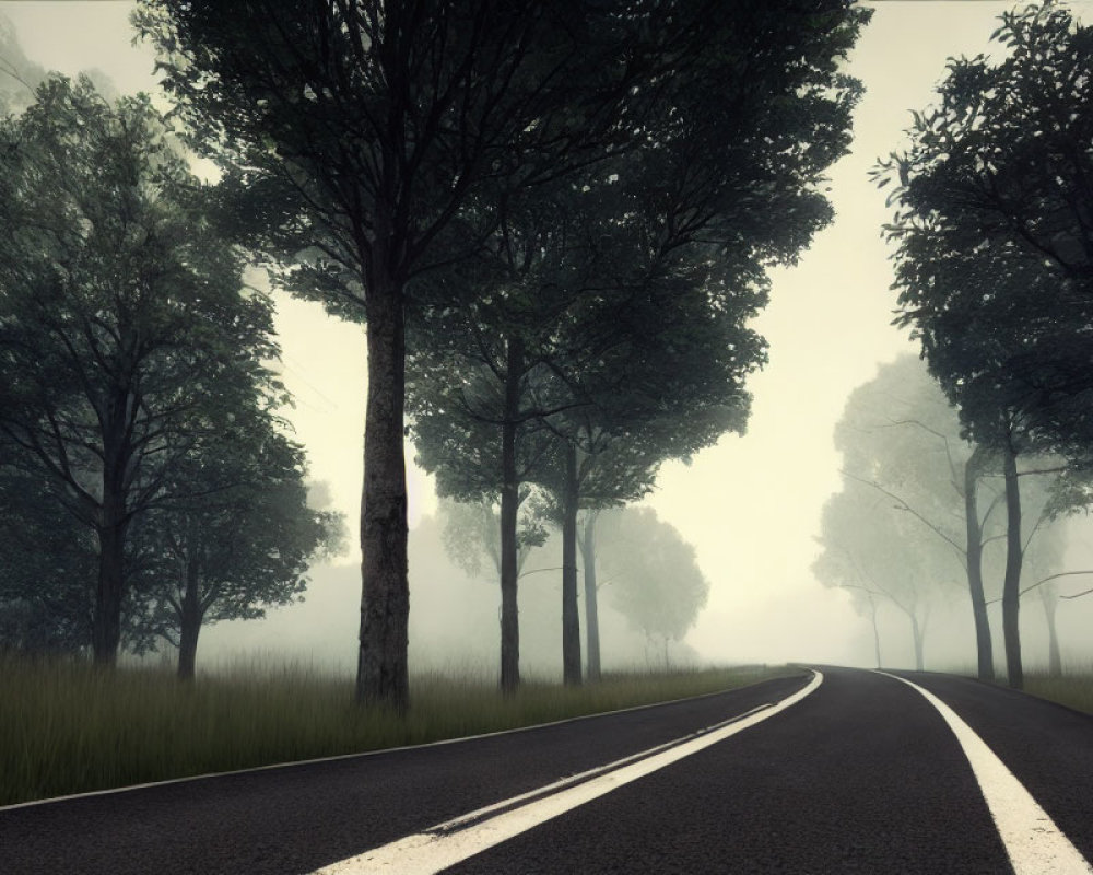 Misty road bordered by tall trees in foggy landscape