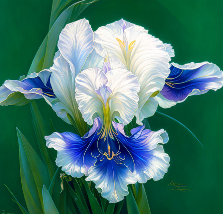 Detailed blue and white iris flowers on lush green background