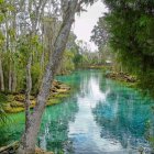 Tranquil forest scene with lush greenery, serene river, and moss-covered stones