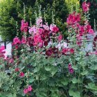 Lush green foliage and tall pink hollyhocks in vibrant garden