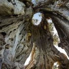 Ancient tree in mystical forest scene with lush green foliage