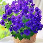 Blue and Purple Flower Bouquet in Wicker Basket on Light Background