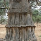 Ancient tree with grand doorway in misty forest