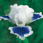 Detailed blue and white iris flowers on lush green background