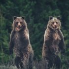 Adult bears and cubs in forest clearing with tall pine trees and birds.