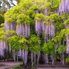 Traditional pagoda in serene landscape with lush greenery, wisteria, misty mountains, and