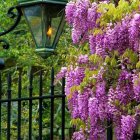 Wisteria Vines Cascading Purple Flowers on Black Metal Fence