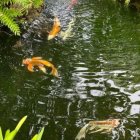 Colorful koi fish in tranquil pond with lotus flowers and lily pads