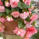 Pink Camellia Flowers in Full Bloom Arranged in Ornate Pink Vase