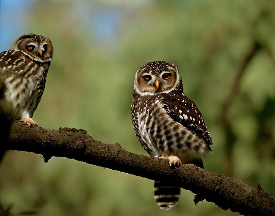 Two owls on tree branch, one with yellow eyes, one looking sideways