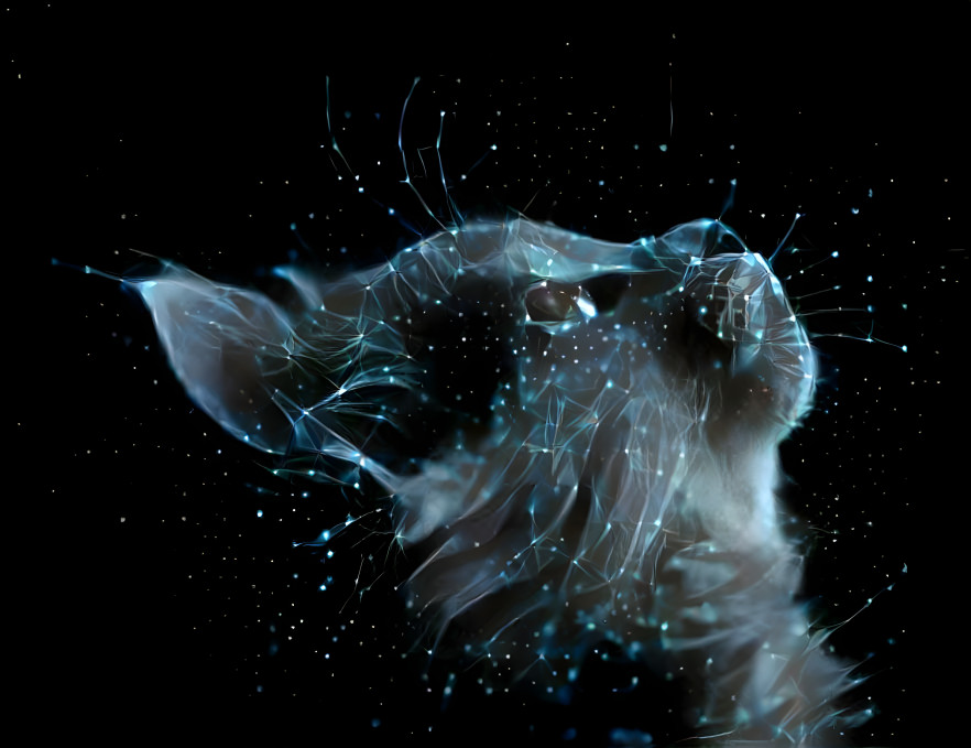 constellation cat