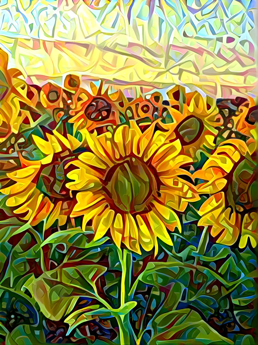 Sunflower Dream