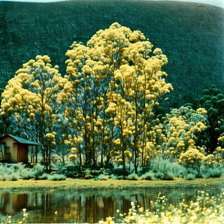 Tranquil landscape with small house near reflective water and vibrant yellow trees