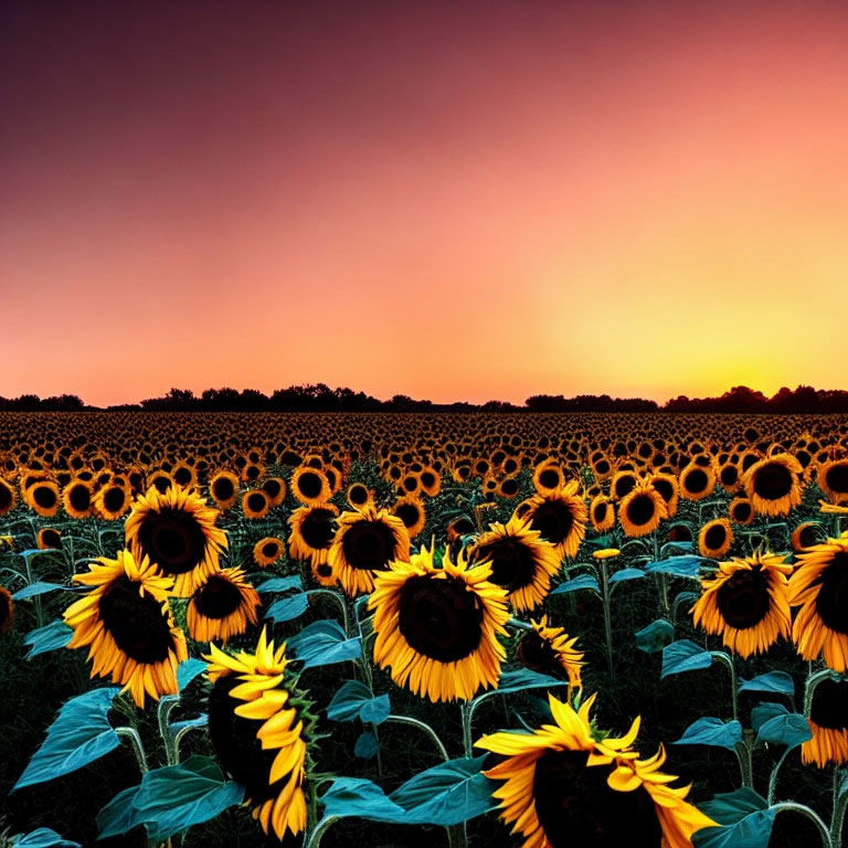 Sunflower Field Under Gradient Sunset Sky