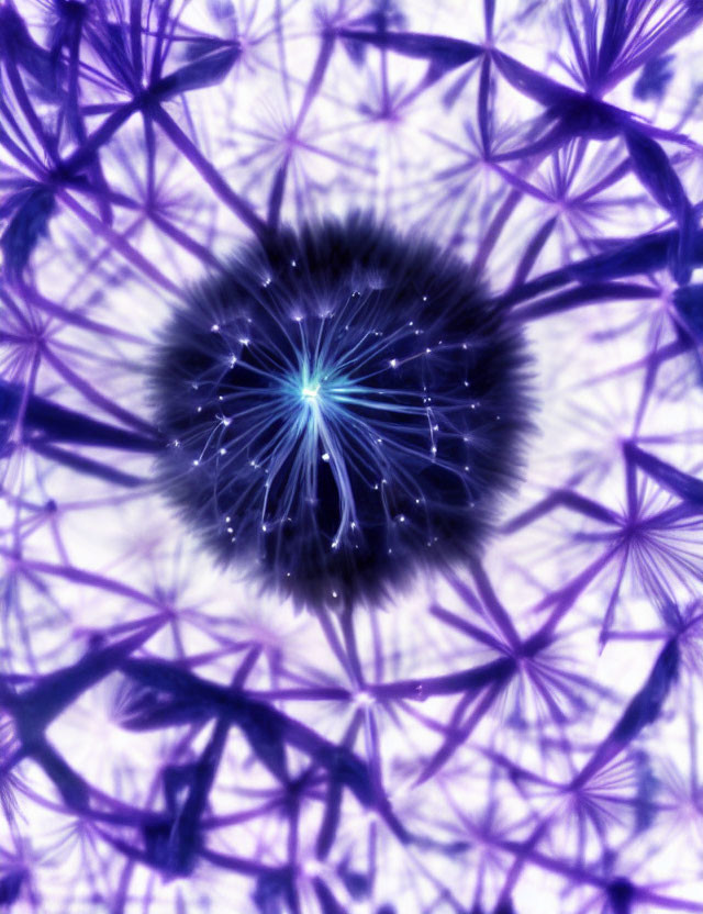 Macro photograph of dandelion seed head with fiber-optic-like effect in purple hue